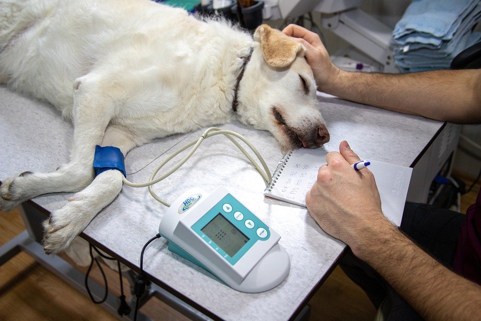 Veterinary Blood Pressure - Free photo on Pixabay