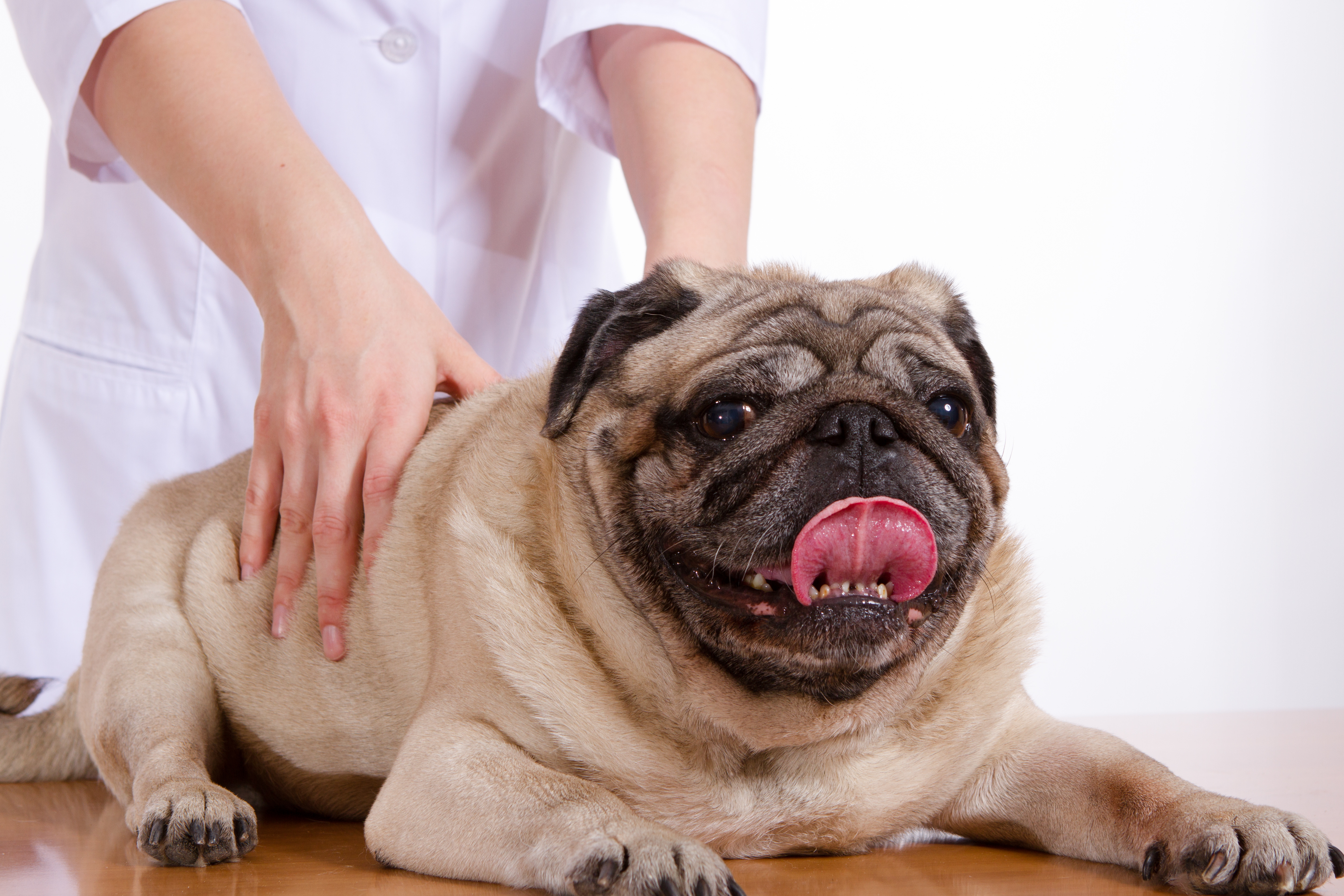 Holistic Med for Dogs: 4 Natural Treatments Perfect for Fido