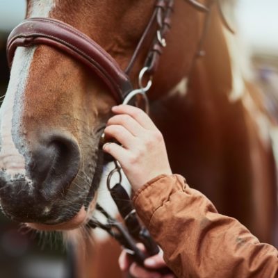 Benefits of CBD Oil for Horses
