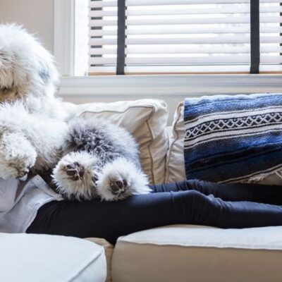 How to Efficiently Keep Your Pet-Friendly Home Beautiful
