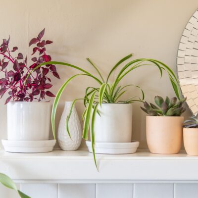 Renovating Your Home to Make It More Plant-focused