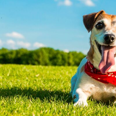 Tips For A Healthy And Happy Dog